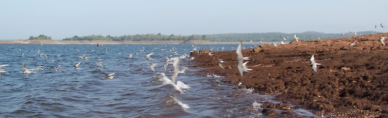 River Terns of Bhadra