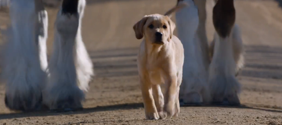 Best bud/ Best puppy ad?